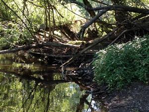 Beaver Lodge 